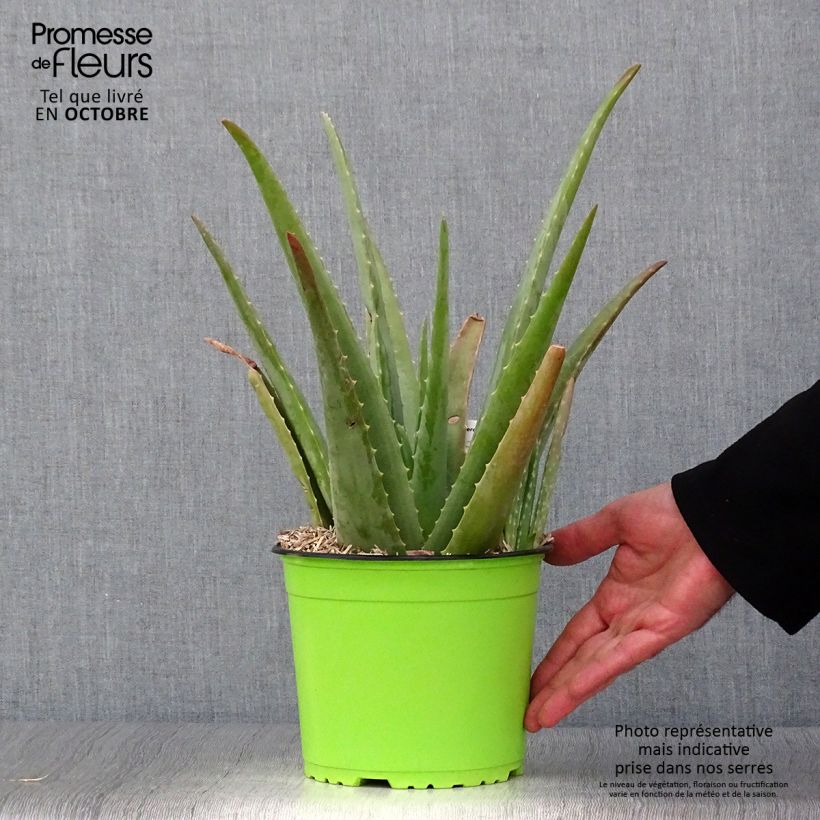 Aloe vera - Aloes des Barbades pot de 3L/4L sample as delivered in autumn