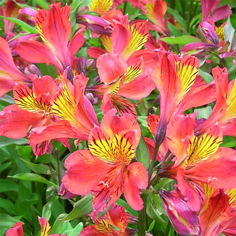 Alstroemeria Inca Tropic - Peruvian Lily (Flowering)