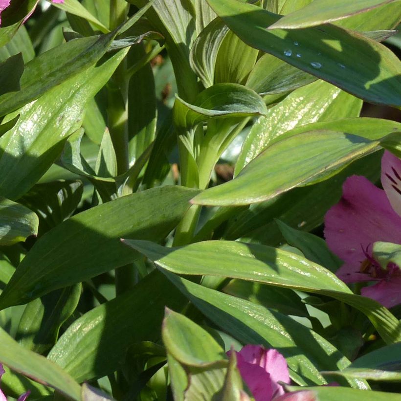 Alstroemeria Garden Summer Saint - Peruvian Lily (Foliage)