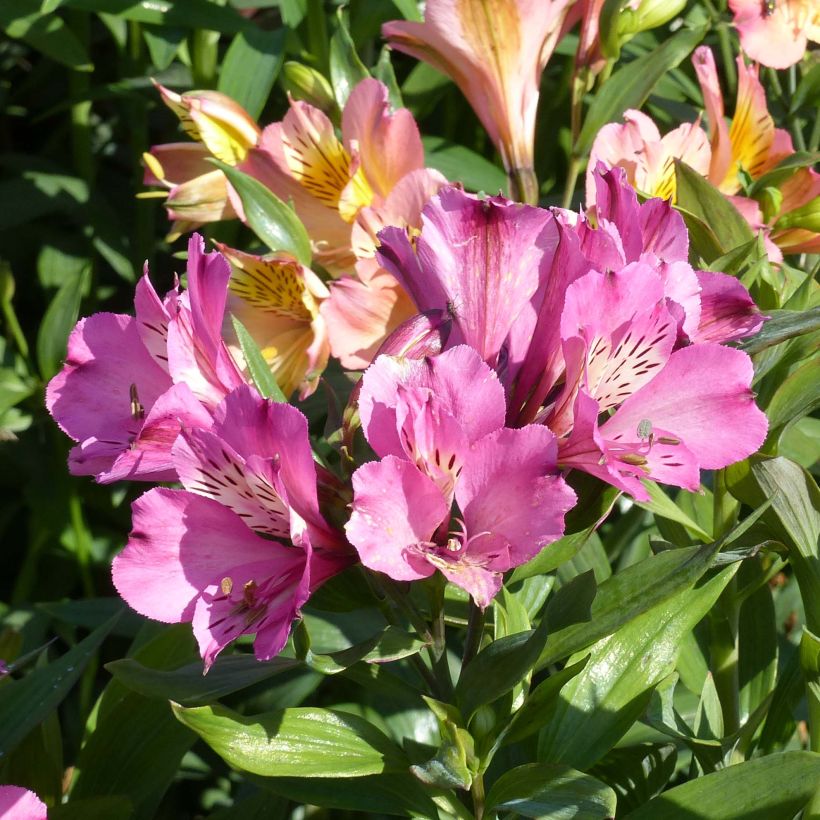 Alstroemeria Garden Summer Saint - Peruvian Lily (Flowering)