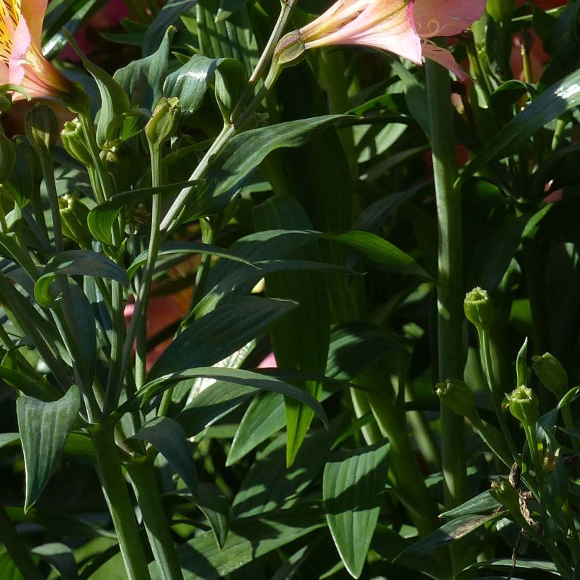 Alstroemeria Garden Summer Sky - Peruvian Lily (Foliage)