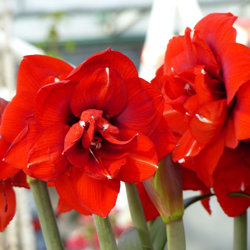 Hippeastrum Double King - Amaryllis (Flowering)