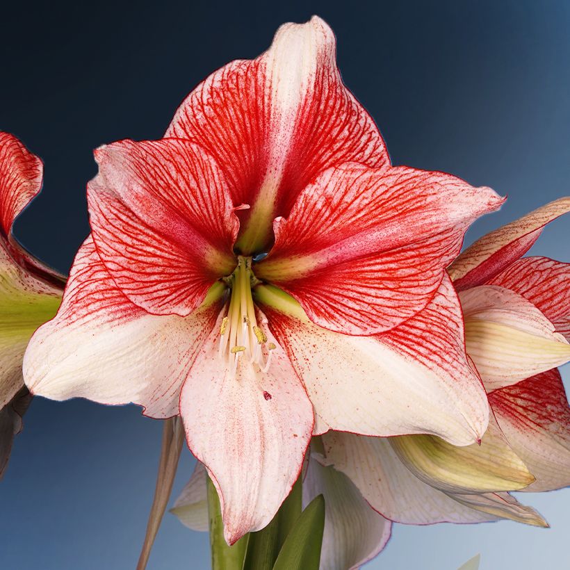 Hippeastrum Grandise Fantasy - Amaryllis (Flowering)