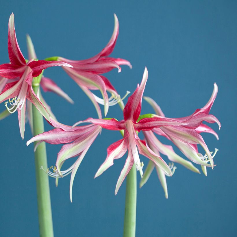 Hippeastrum Quito - Amaryllis (Flowering)