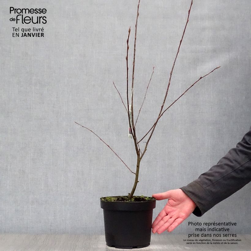 Amelanchier Ballerina en pot de 3L/4L sample as delivered in winter