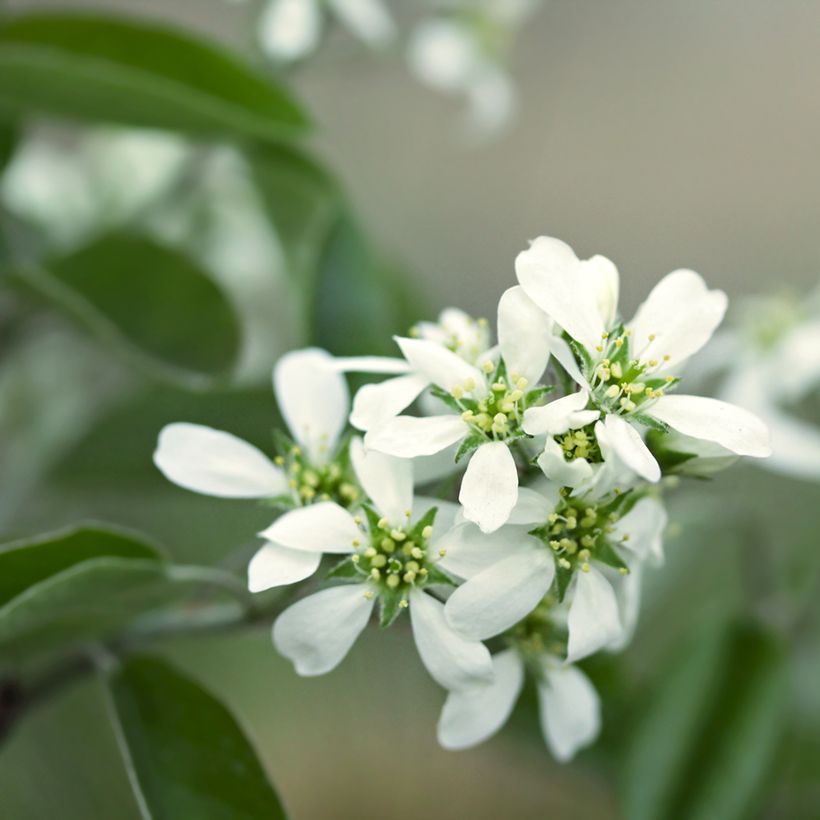 Amelanchier alnifolia Thiessen (Flowering)