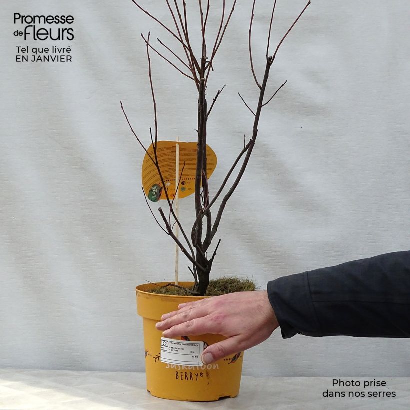 Amelanchier alnifolia Saskatoon Berry en pot de 4/5L sample as delivered in winter