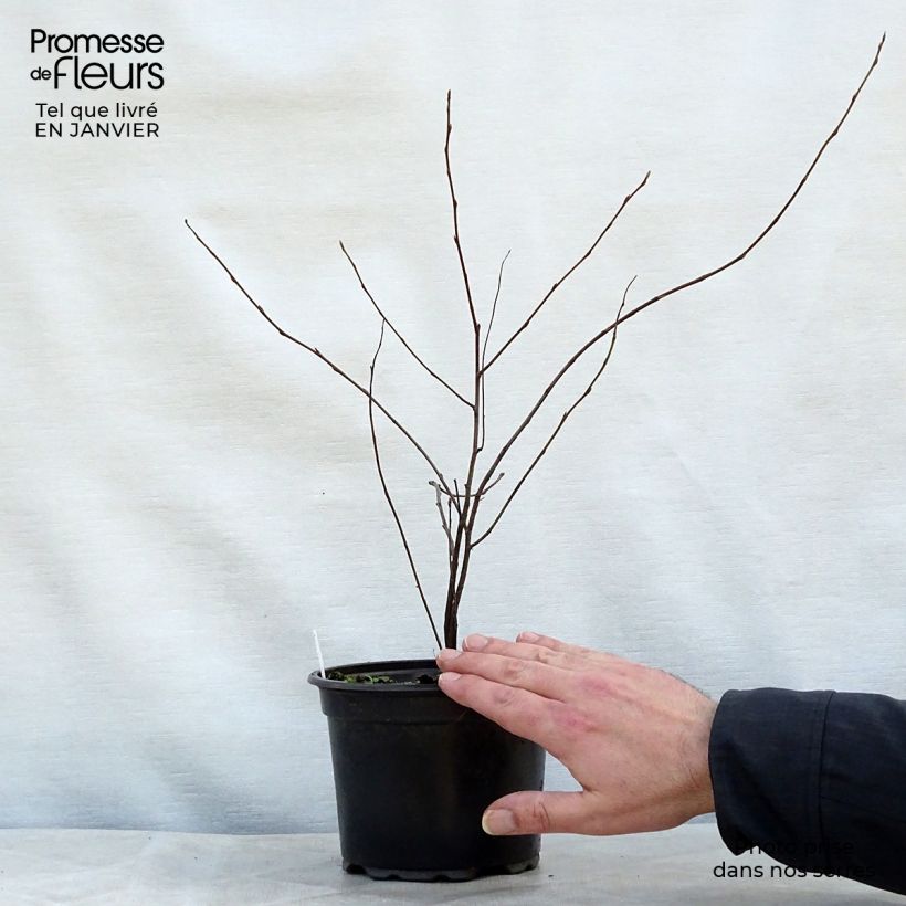 Amelanchier lamarckii en pot de 3L/4L sample as delivered in winter