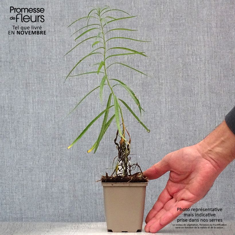 Amsonia Ernst Pagels Godet de 9cm sample as delivered in autumn