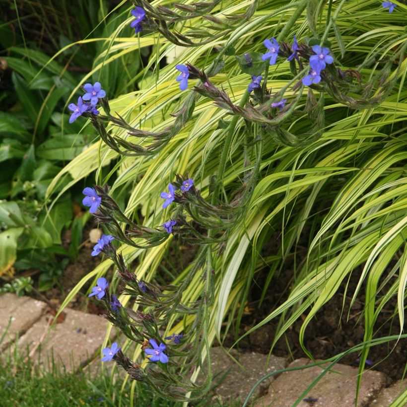 Anchusa azurea Loddon Royalist (Plant habit)