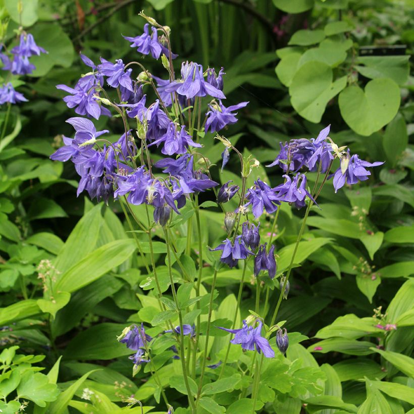 Aquilegia vulgaris - Columbine (Plant habit)