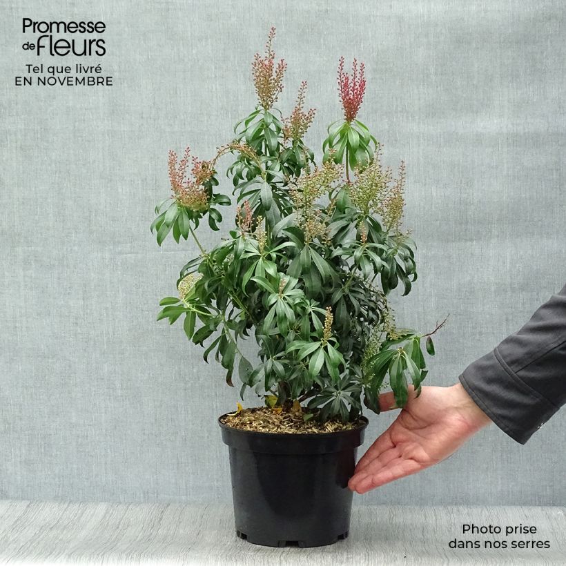 Andromède du Japon - Pieris Bonfire Pot de 3L/4L sample as delivered in autumn