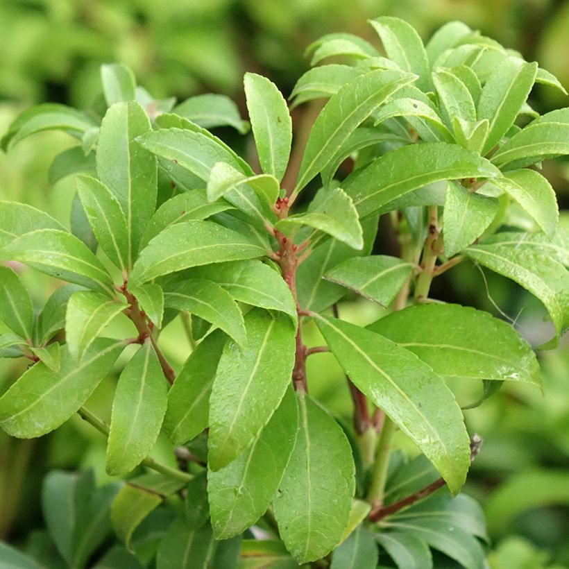 Pieris japonica Bonfire - Japanese Andromeda (Foliage)