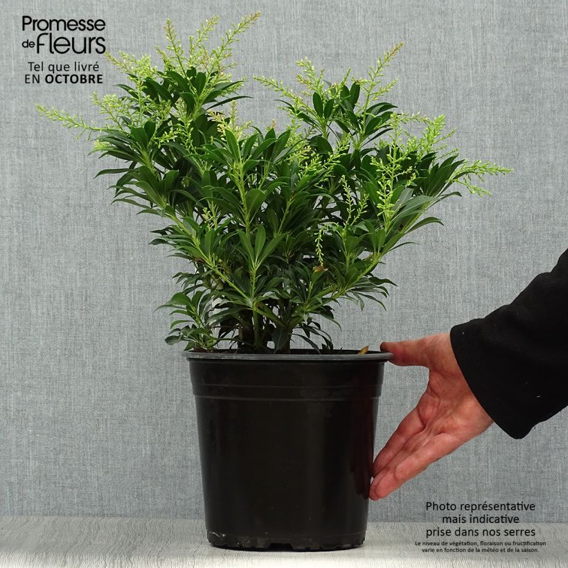 Andromède du Japon - Pieris japonica Purity Pot de 3L/4L sample as delivered in autumn