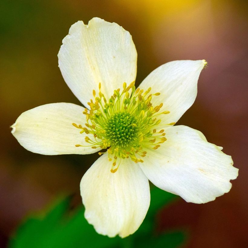 Anemone cylindrica (Flowering)