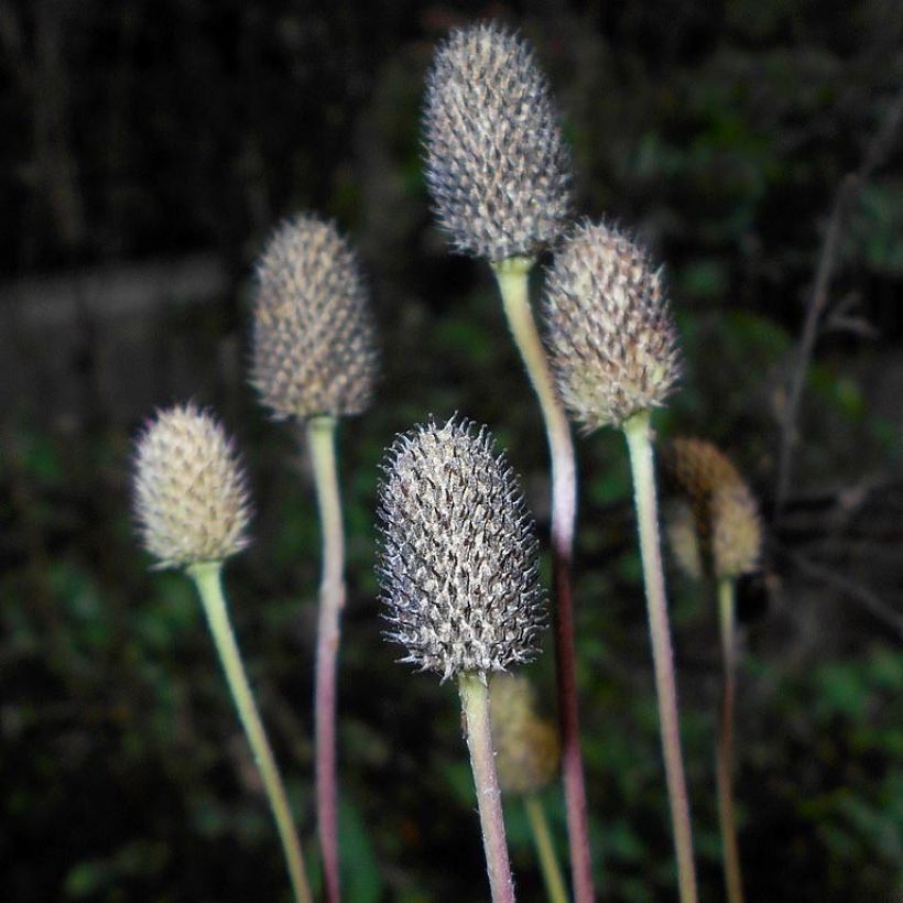 Anemone cylindrica (Harvest)