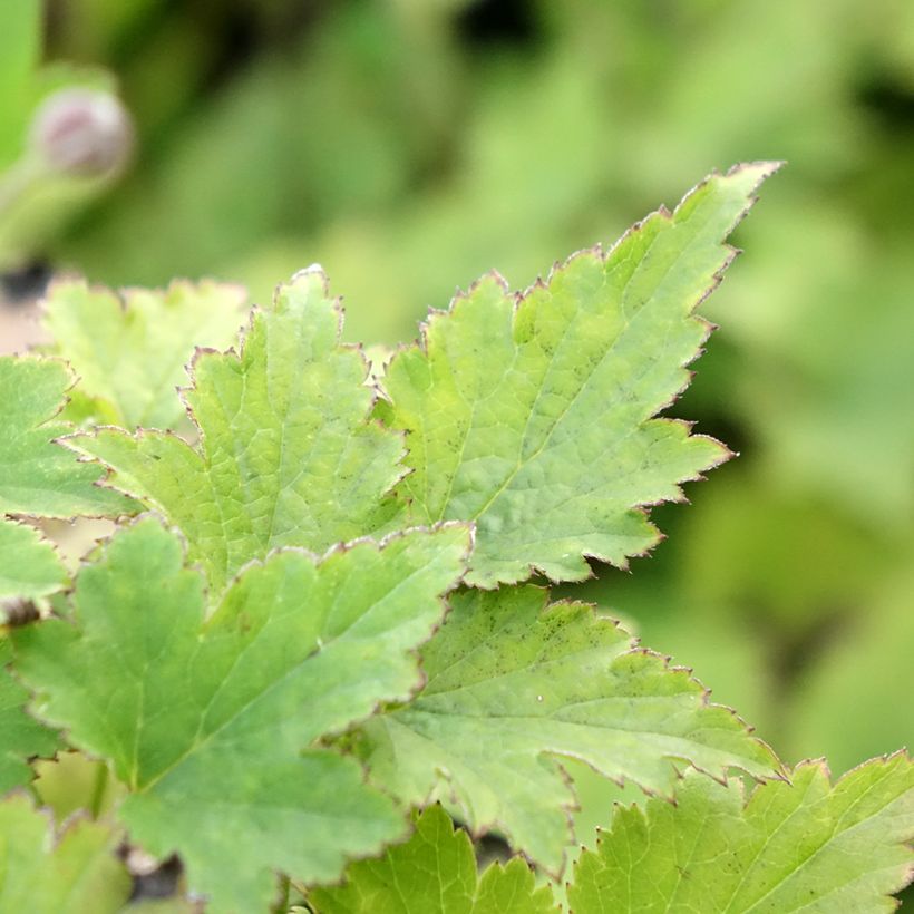 Anemone hupehensis Crispa (Foliage)