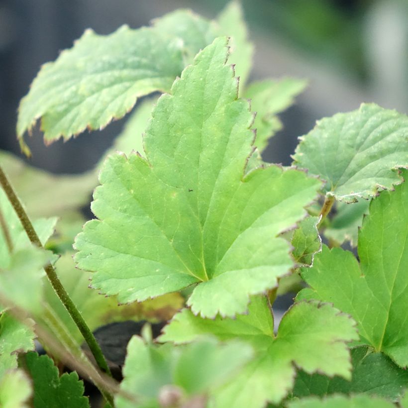 Anemone hupehensis Praecox (Foliage)