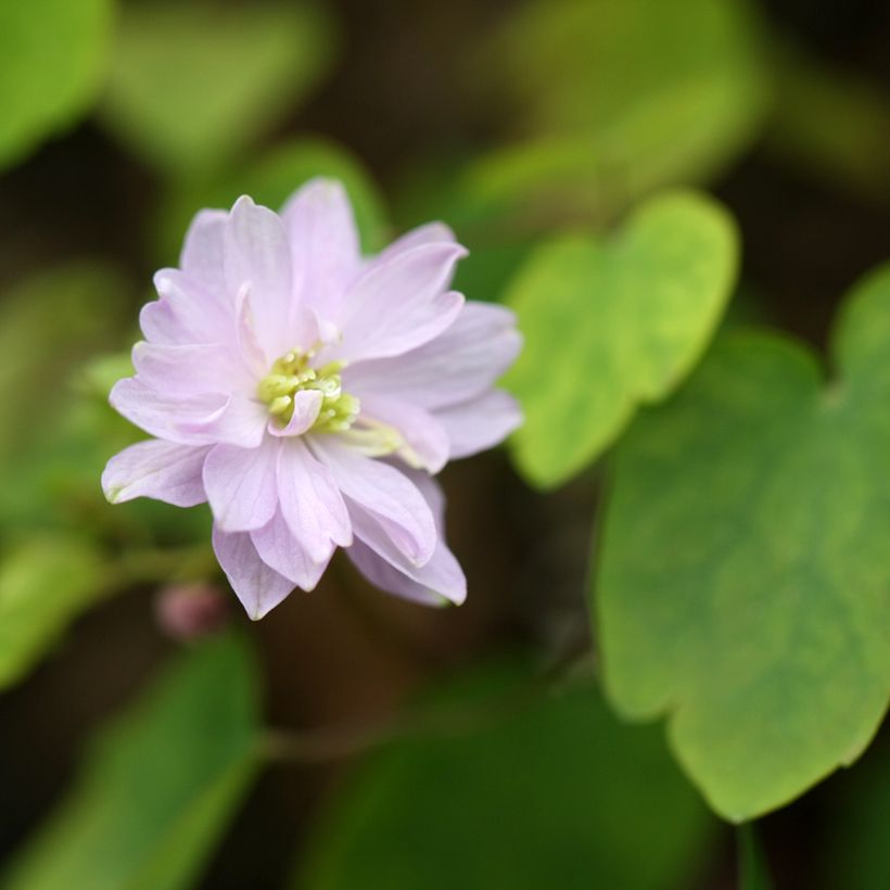 Anemonella thalictroides (Flowering)