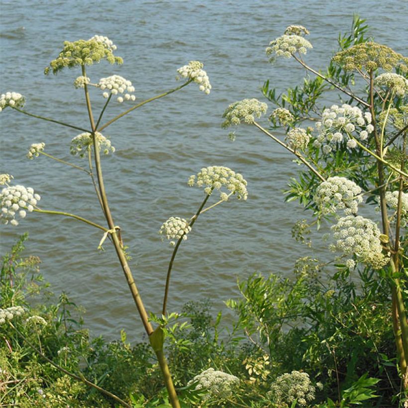 Angelica heterocarpa (Flowering)