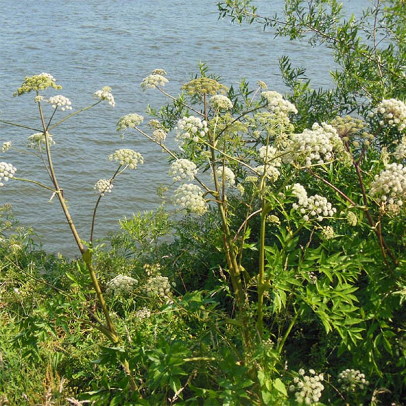 Angelica heterocarpa (Plant habit)