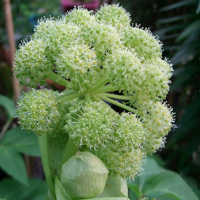 Angelica taiwaniana (Flowering)