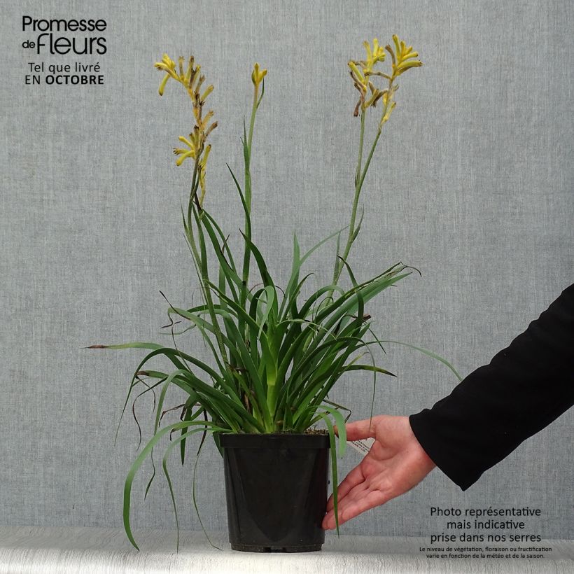 Anigozanthos Bush Bonanza  Pot de 3L sample as delivered in autumn