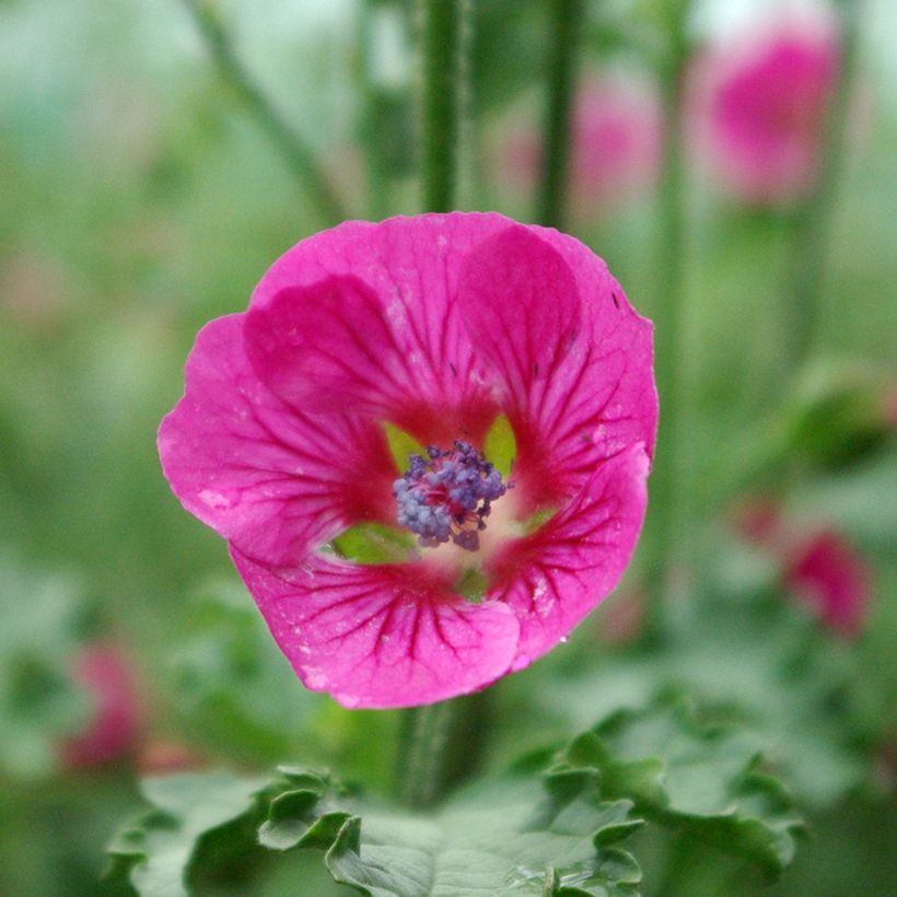 Anisodontea scabrosa Large Red - Cape mallow (Flowering)