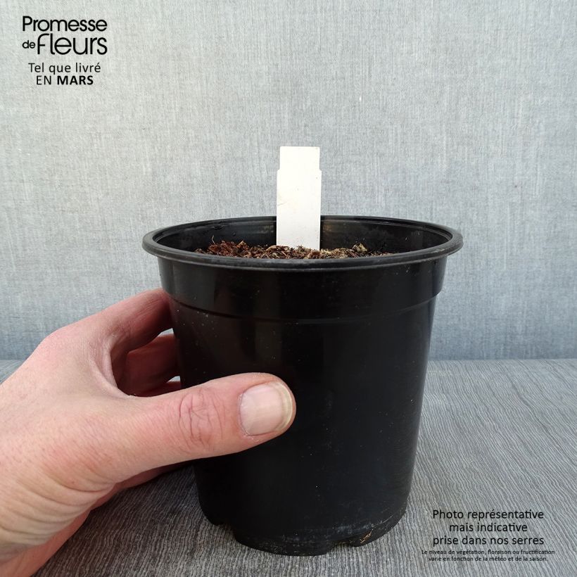 Anthericum saundersiae Starlight - Chlorophytum panaché Pot de 1.5L/2L sample as delivered in winter