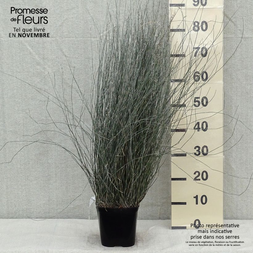 Apodasmia similis - Restio Pot de 3L sample as delivered in autumn