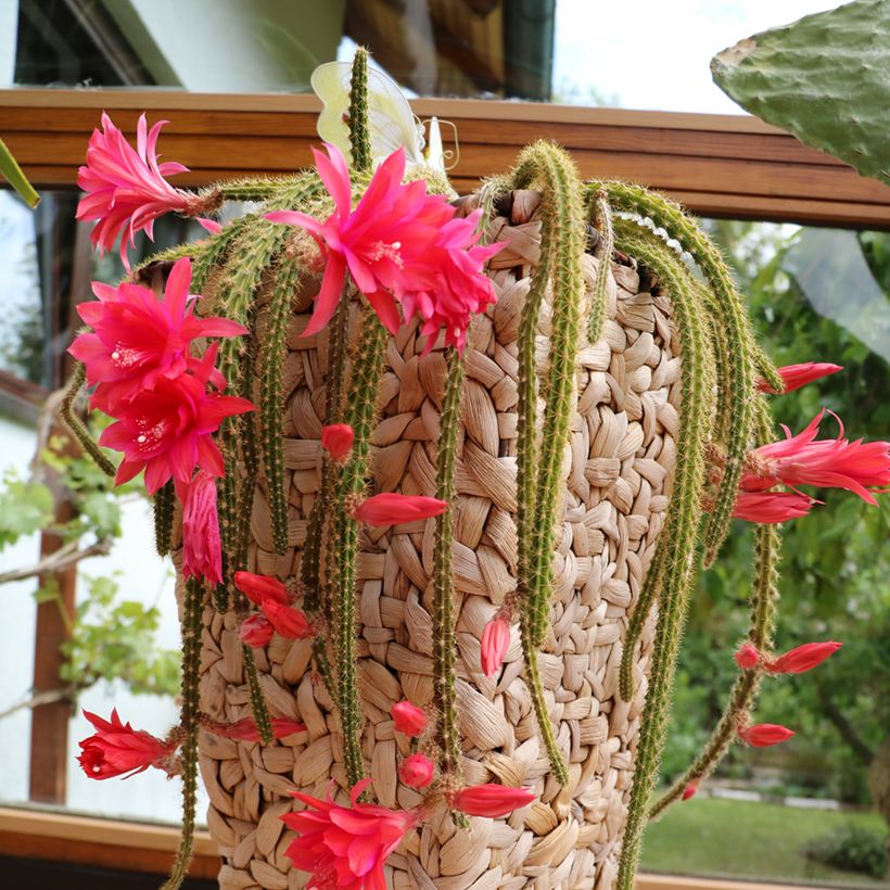 Rat tail cactus - Aporophyllum malisonii (Plant habit)