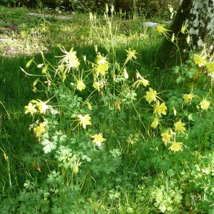 Aquilegia Songbird Series Goldfinch - Columbine (Plant habit)