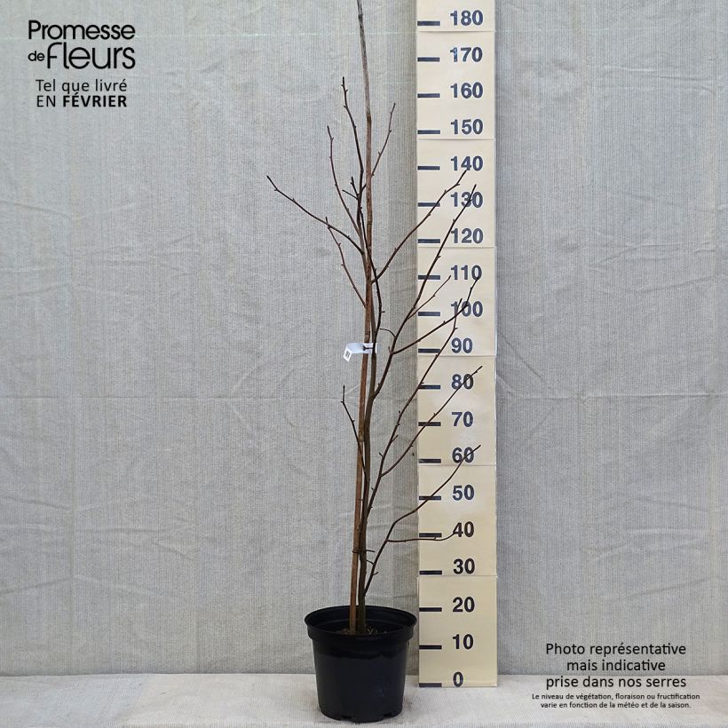 Arbre à mouchoir - Davidia involucrata en pot de 7,5L/10L sample as delivered in winter