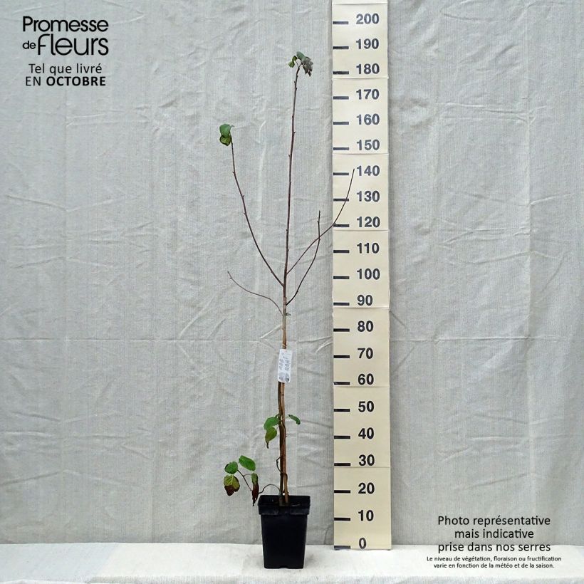 Arbre aux mouchoirs - Davidia involucrata en pot de 4L/5L sample as delivered in autumn