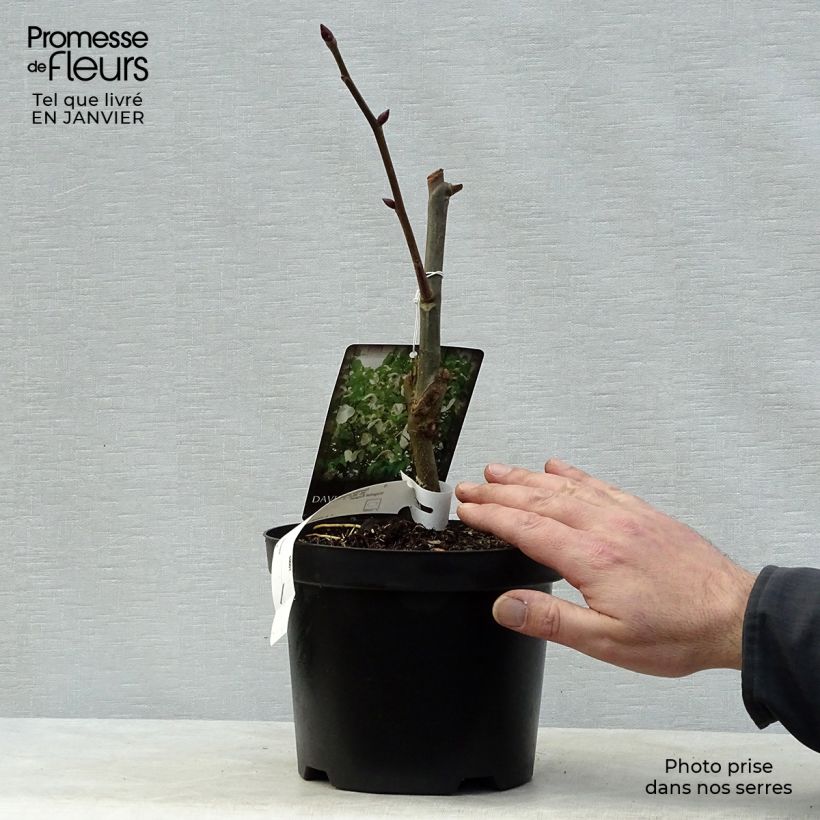 Arbre aux mouchoirs - Davidia involucrata Sonoma Pot de 3L/4L sample as delivered in winter