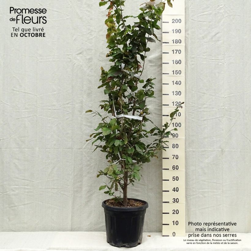 Arbre de fer - Parrotia persica en pot de 30L/35L sample as delivered in autumn