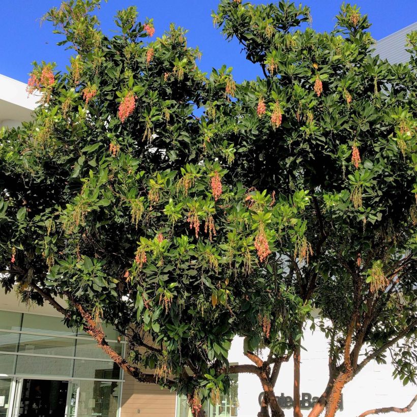 Arbutus Marina (Plant habit)