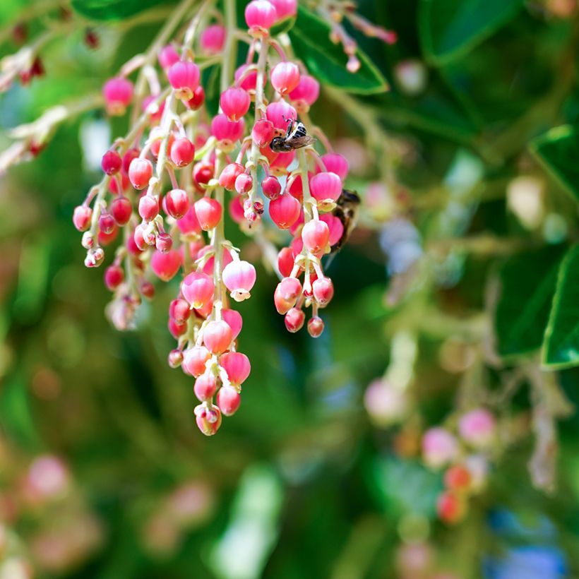 Arbutus Marina (Flowering)