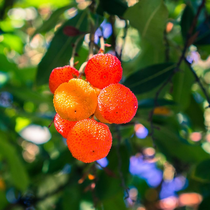 Arbutus Marina (Harvest)