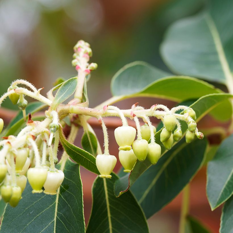 Arbutus andrachne (Flowering)