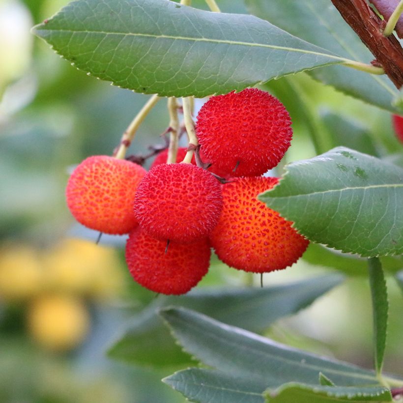 Arbutus andrachne (Harvest)