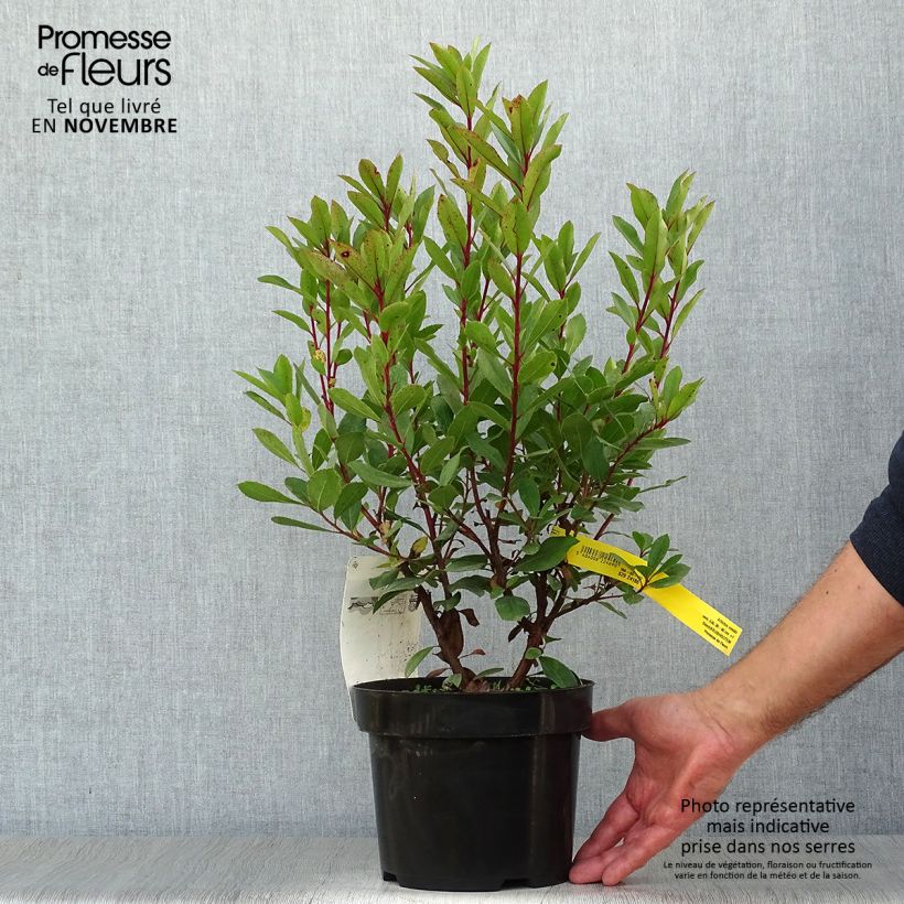 Arbutus unedo - Arbousier en pot de 3L sample as delivered in autumn