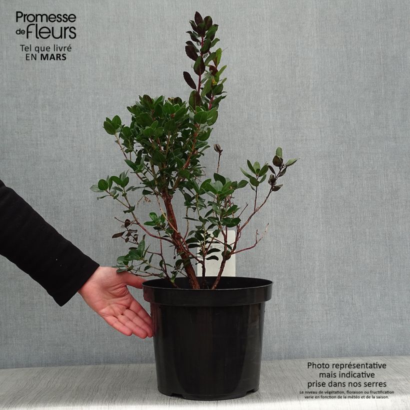 Arbutus unedo Rubra - Arbousier en pot de 7,5L/10L sample as delivered in winter