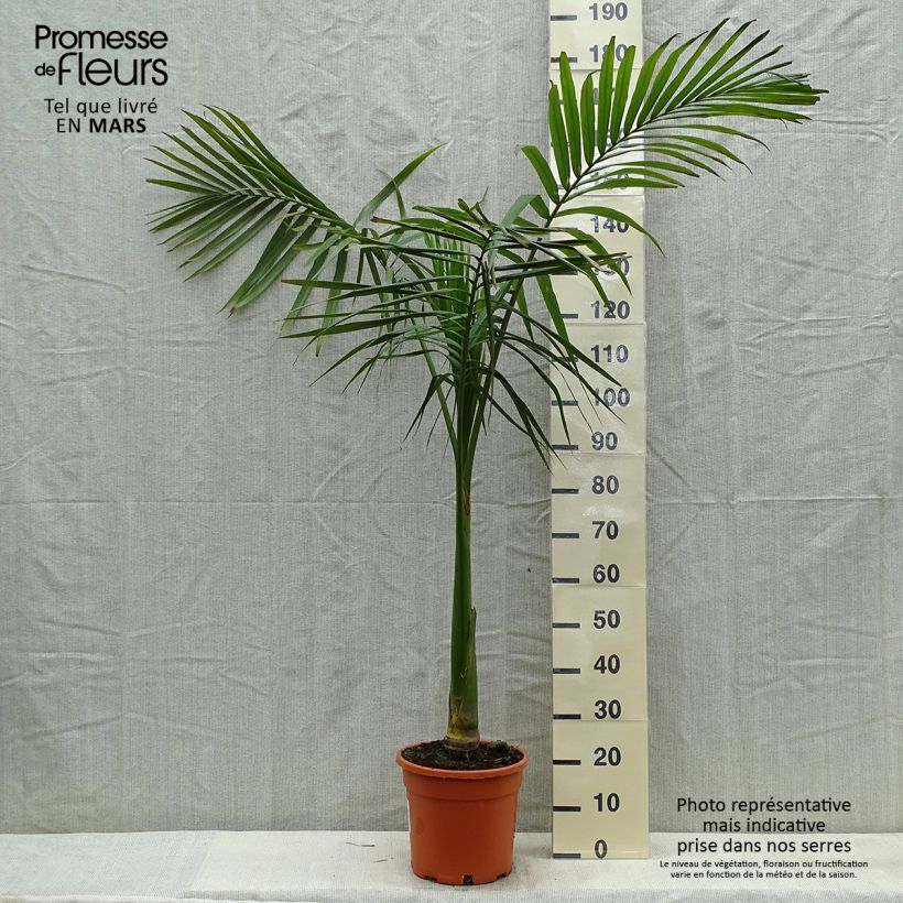 Archontophoenix alexandrae - Alexandra Palm 7.5L/10L potShipped height around 150/200cm sample as delivered in spring