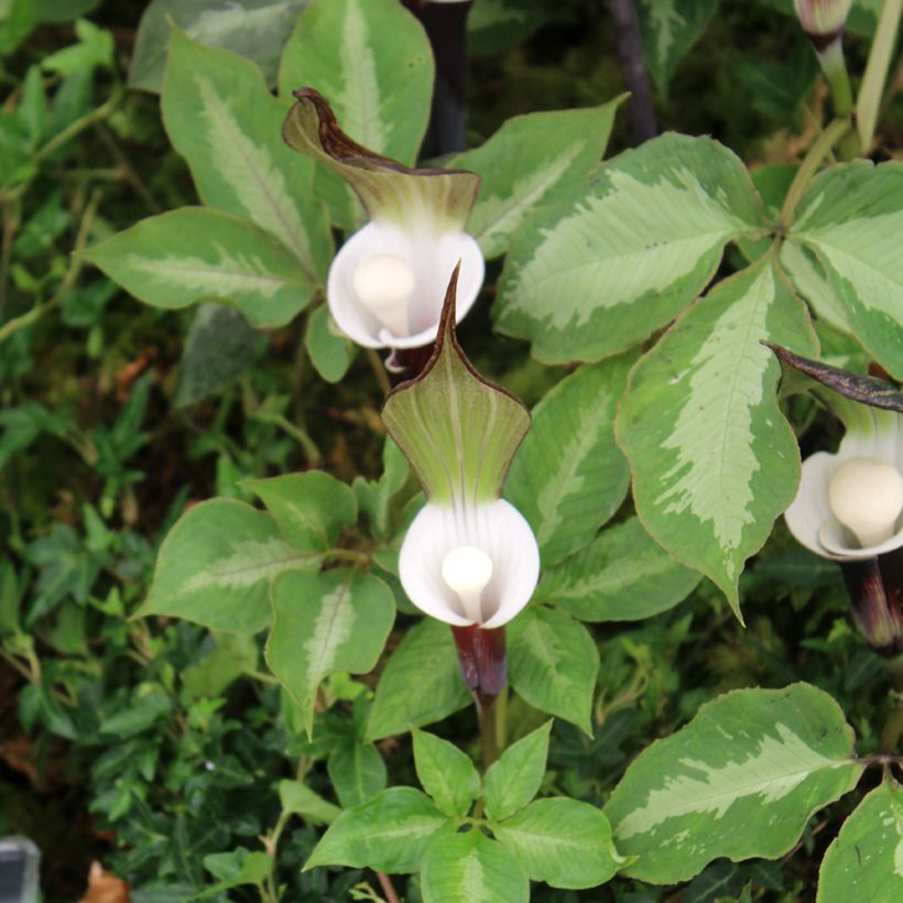 Arisaema sikokianum (Foliage)