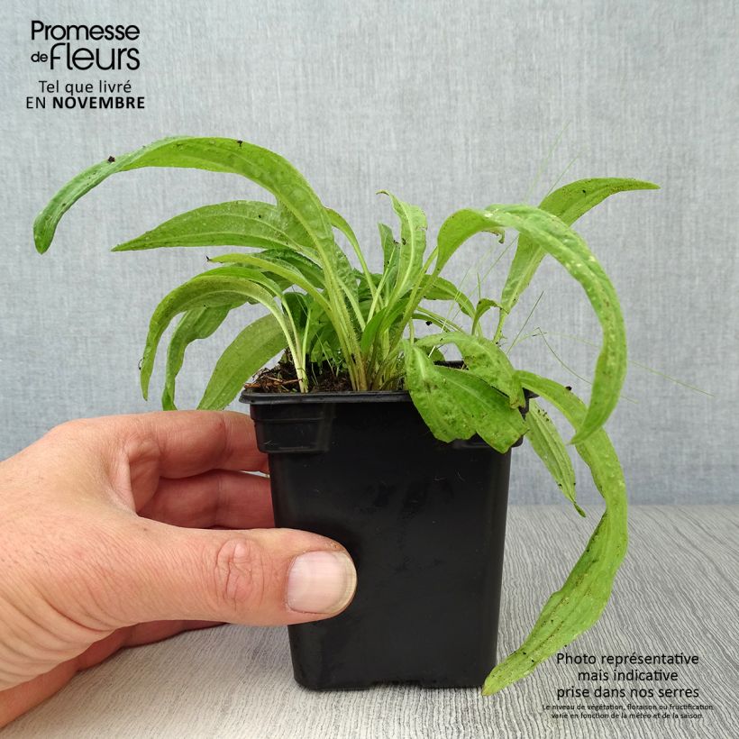 Arnica montana BIO - Plantain des Alpes Godet de 7/8 cm sample as delivered in autumn