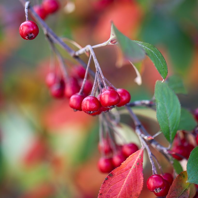 Aronia arbutifolia Brilliant (Harvest)