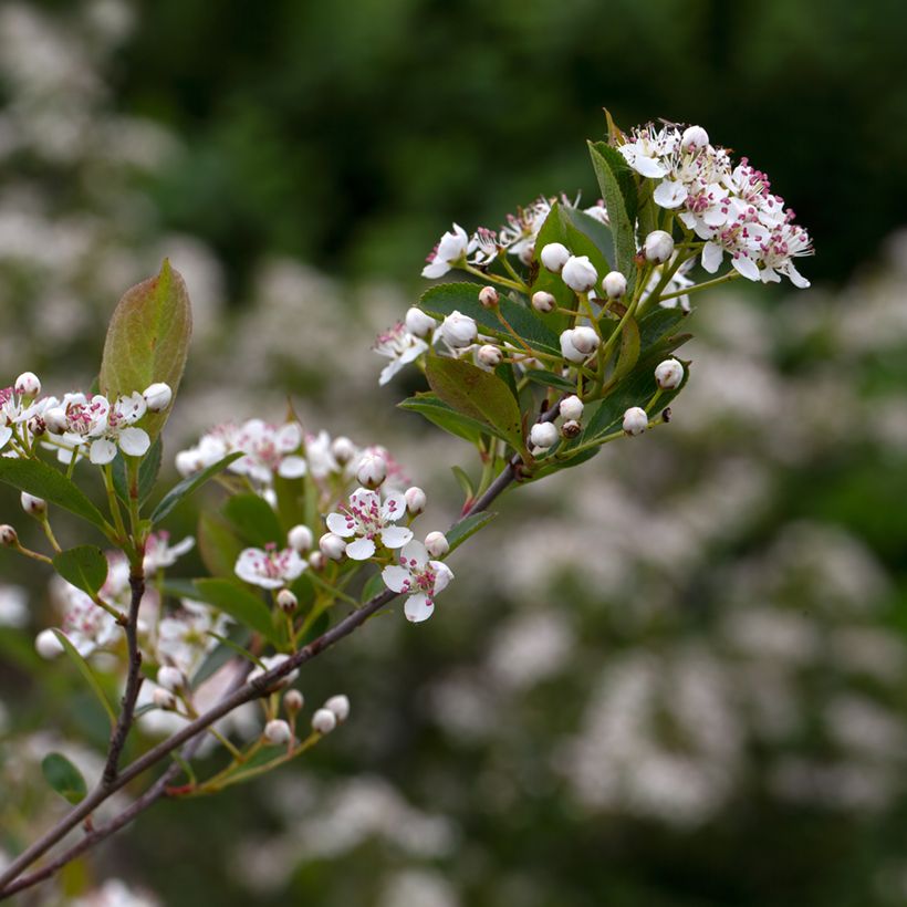 Aronia melanocarpa Hugin (Flowering)