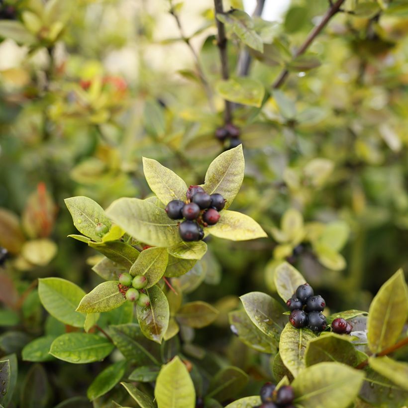 Aronia prunifolia Viking (Harvest)