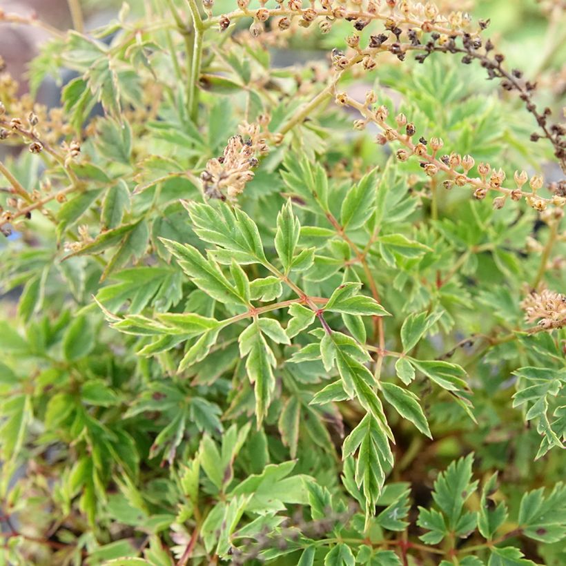 Aruncus Guinea Fowl (Foliage)